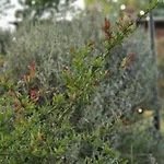 Poggio Giulia * Montaione