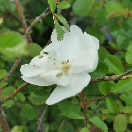 Poggio Giulia カントリーハウス